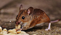 24 Hour & Emergency Exterminators in New Bern, NC